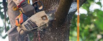 Cathcart, WA Tree Services Company