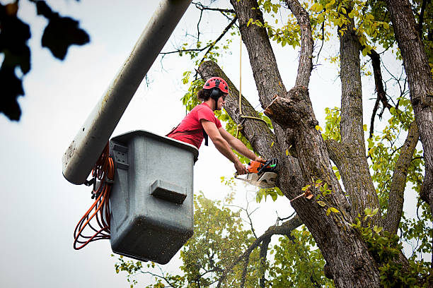 Best Tree Cabling and Bracing  in Cathcart, WA